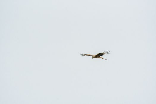 red kite on harvested field