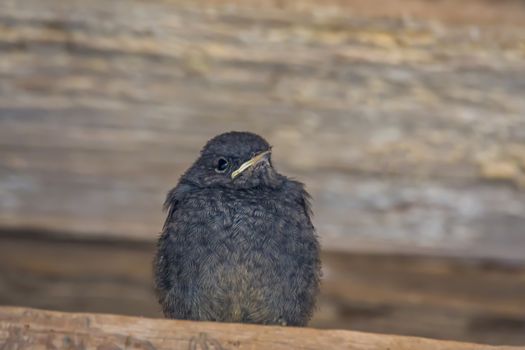 redstart chicks are waiting for a mouthful