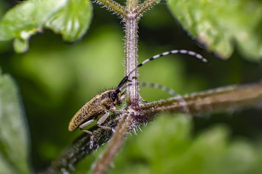 bock beetle in green nature summer season forest