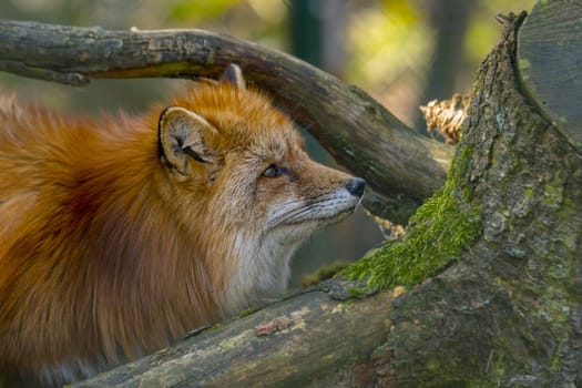 red fox hunting season in summer light