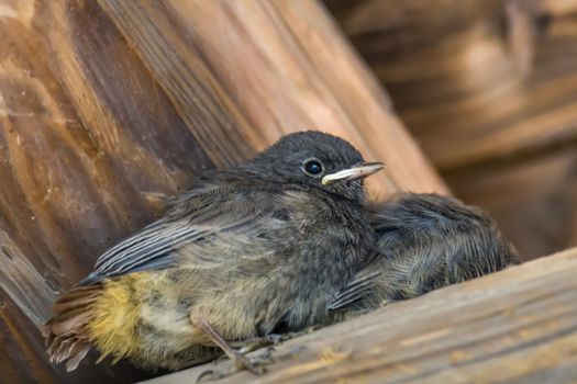 redstart chicks are waiting for a mouthful
