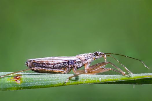 small insect on my meadow in spring season