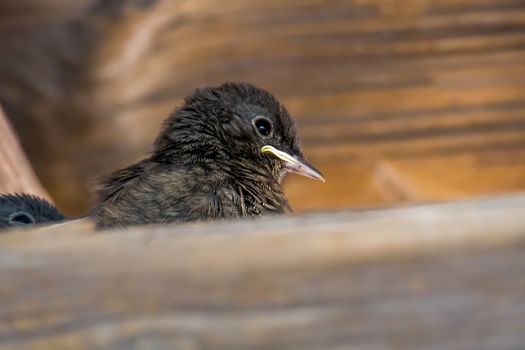 redstart chicks are waiting for a mouthful