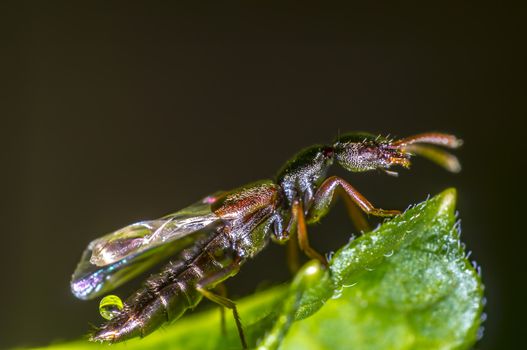tiny bug is relaxing in my season garden