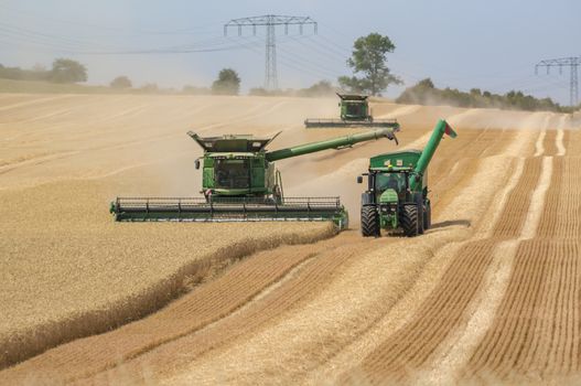 harvester harvests the cornfield