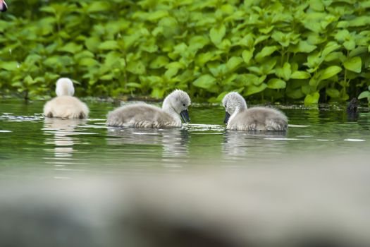 Swan family in nature reserve lake