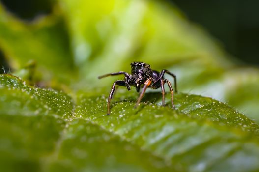 tiny sweet jumping spider in summer forest