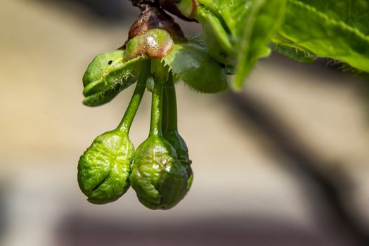 young cherry blossom in spring season