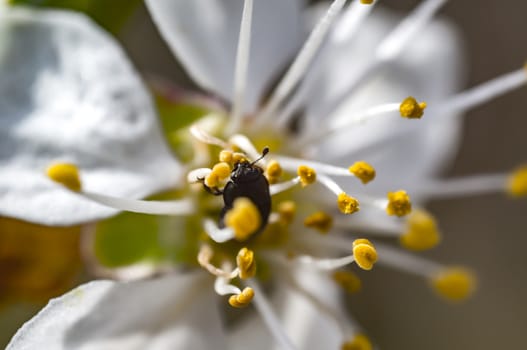 small insect beetle in blossom flower spring season