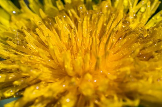 Dew drops on yellow dandelions in the spring sun