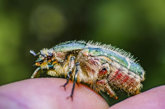 Rose beetle on my finger in the summer forest