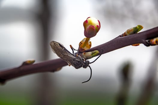 March Fly in my nature season garden