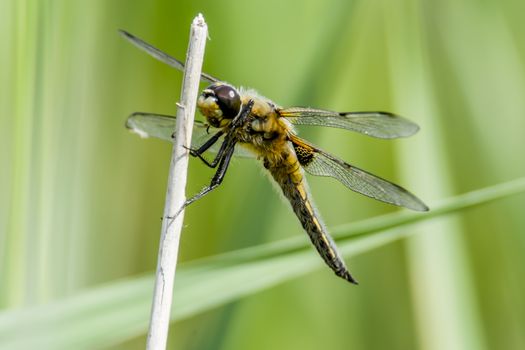 green dragonfly at nature protection area