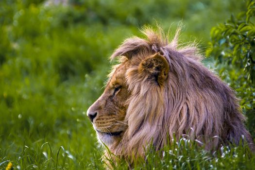 Lion is chilling in sunny savannah