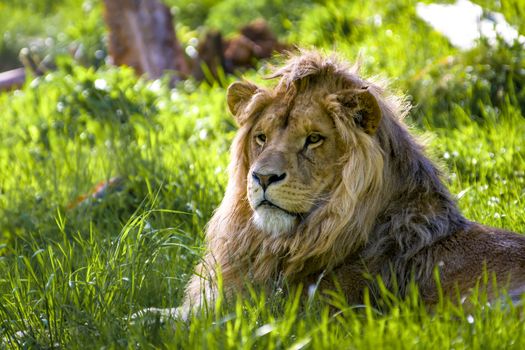Lion is chilling in sunny savannah