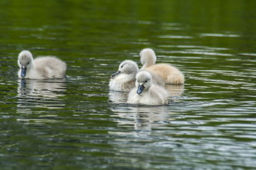 Swan family in nature reserve lake