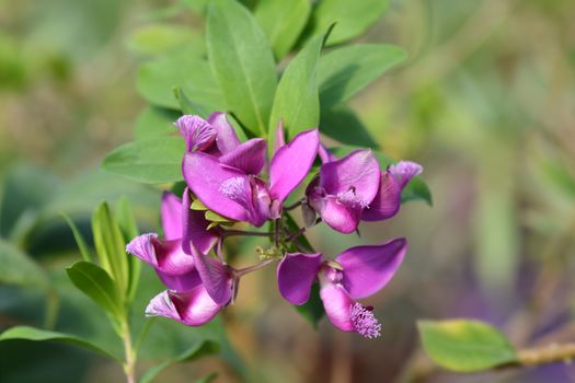 Myrtle-leaf milkwort - Latin name - Polygala myrtifolia