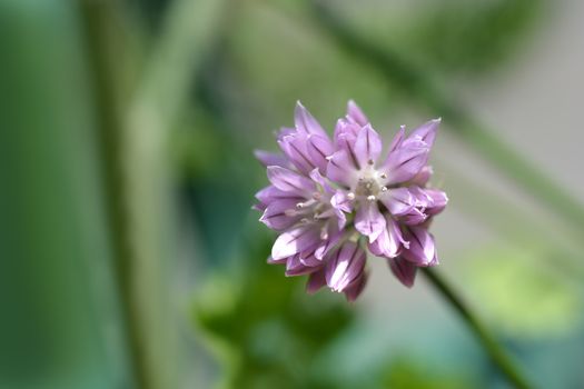 Chives flower - Latin name - Allium schoenoprasum