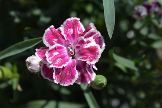 Pink and white carnation flower - Latin name - Dianthus caryophyllus