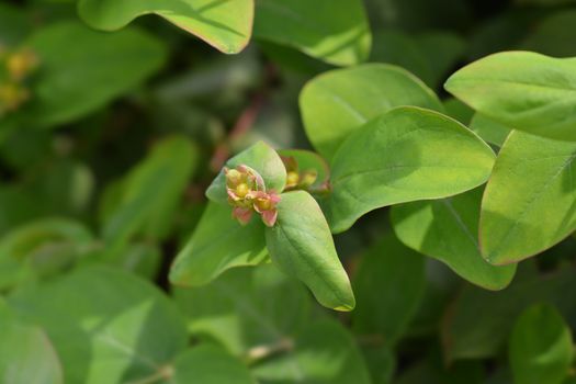 Mount Olympus St Johns-wort - Latin name - Hypericum olympicum