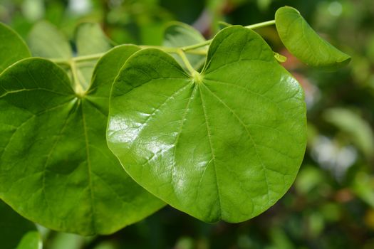 Texas White Redbud leaves - Latin name - Cercis canadensis var. texensis Texas White