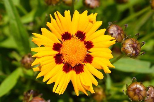 Large-flowered Tickseed flower - Latin name - Coreopsis grandiflora