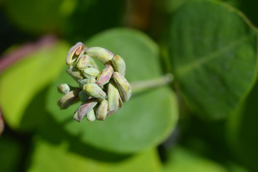 Honeysuckle American Beauty flower buds - Latin name - Lonicera x heckrottii American Beauty