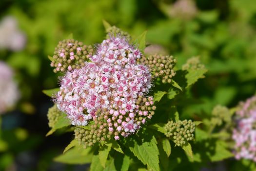 Japanese meadowsweet pink flowers close up - Latin name - Spiraea japonica