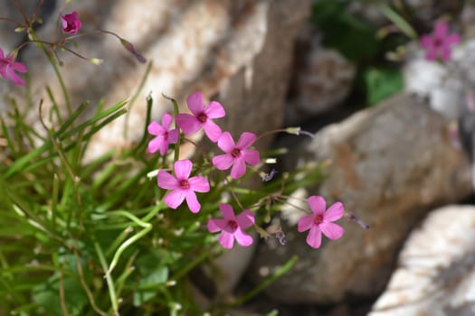 Pink wood sorrel - Latin name - Oxalis articulata