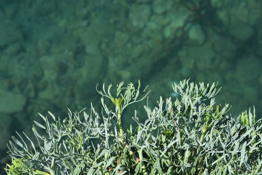 Sea fennel leaves - Latin name - Crithmum maritimum