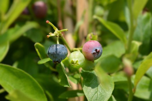 Blueberry Goldtraube fruit - Latin name - Vaccinum corymbosum Goldtraube