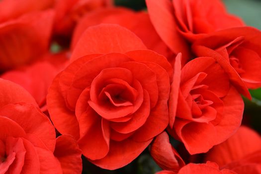 Red Winter-flowering begonia - Latin name - Begonia x hiemalis (Begonia Elatior hybrids)