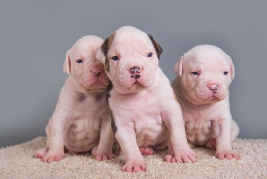 Three funny American Bulldog puppies dogs on gray background