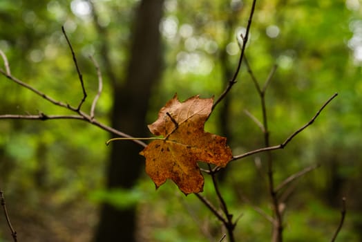 Close up of a leaf in the forest on an Autumn day