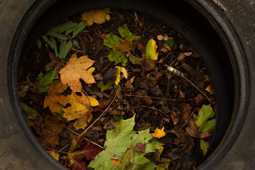 Abandoned tyre surrounded by yellow leaves on an Autumn day
