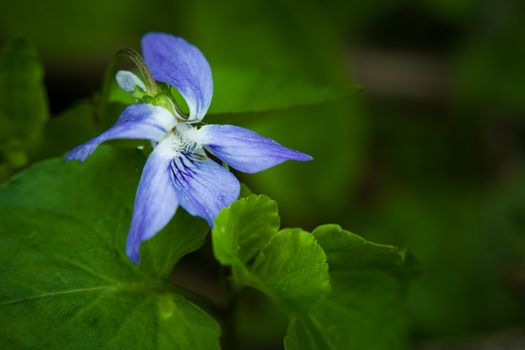 Early dog-violet flower close up, top view