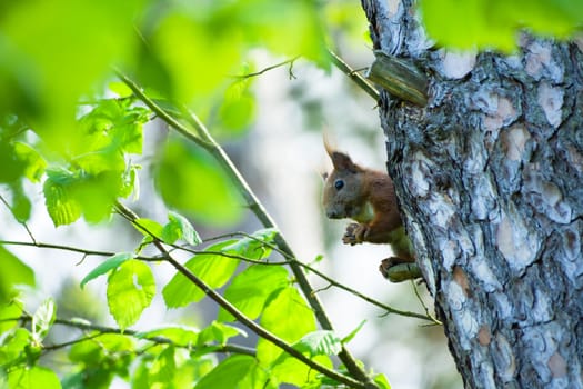 Red squirrel eating a nut on a tree, summer view