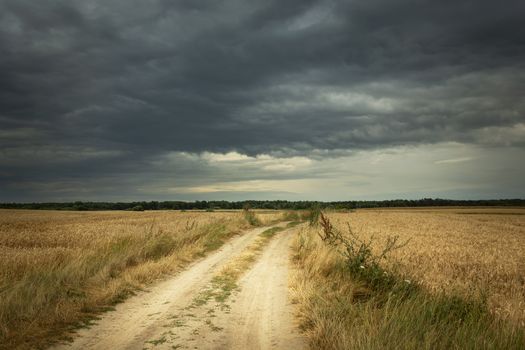Country road through golden fields and dark rainy clouds, summer view