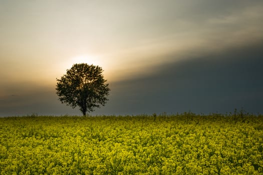 The sun behind a tree in a yellow rape field, summer view