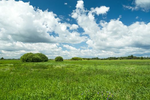 Green tall grass in the meadow and white clouds against the blue sky, summer day