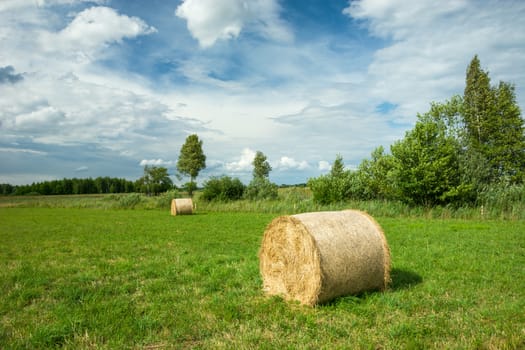 Round hay bales lying on a green meadow, summer sunny day