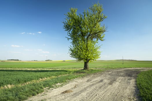 Large tree on a dirt road and green fields, summer view