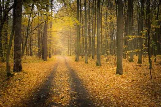 Dirt road through the autumn yellow forest, october view