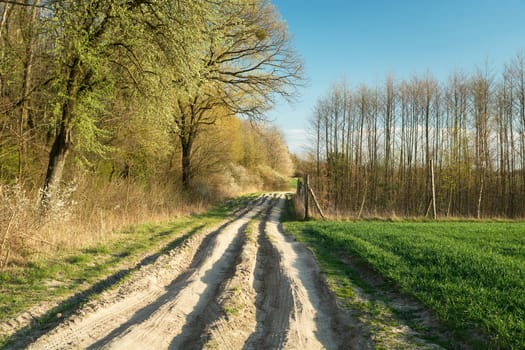 Ruts in a rural road near the forest, spring view