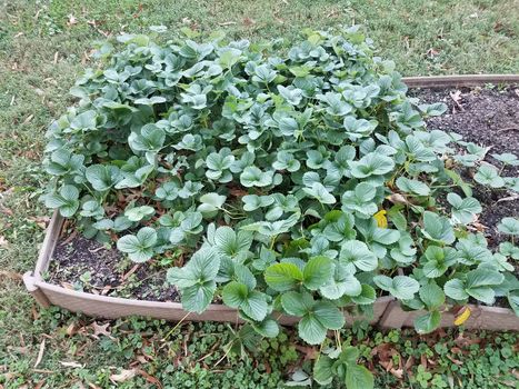 strawberry plants with green leaves growing in a small garden