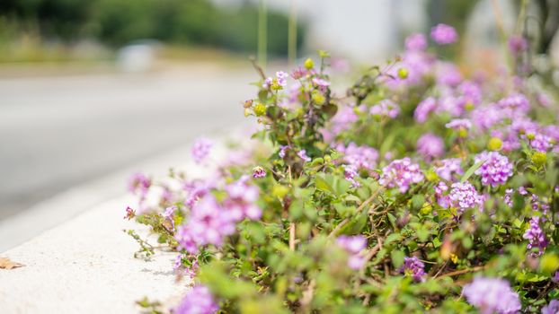 Picture of small purple flowers right next to street with blurry streets as background