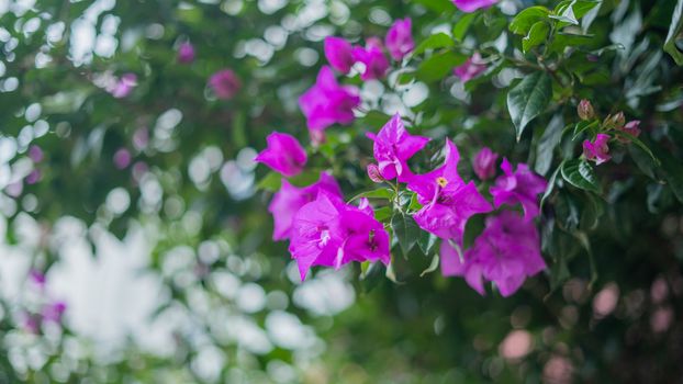 Picture of several purple flowers from a tree with blurry foliage as background