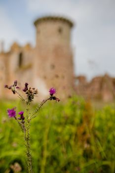 Portrait style picture of a purple flower with the blurry ancient Scottish Caerlaverock Castle as background