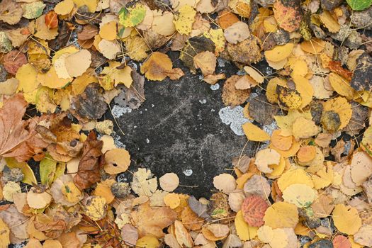 fallen leaves on the concrete pavement. In autumn