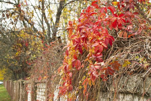 The red leaves of maiden grapes in the city landscape. Climbing plant on a fence mesh.